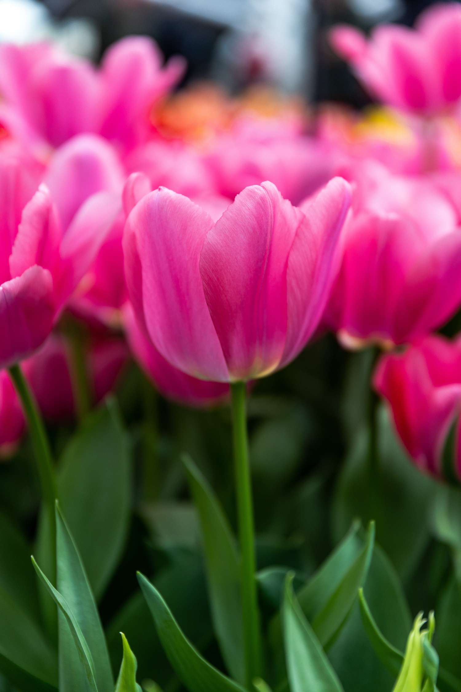 Tulpe 'Big Love' - Tulipaner